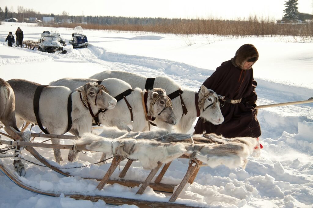 Man guiding reindeer pulling sledge across snowy winter landscape.