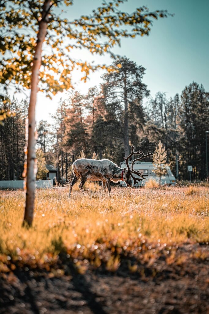 A reindeer grazes peacefully amidst the golden hues of a Finnish forest at sunset in Rovaniemi.