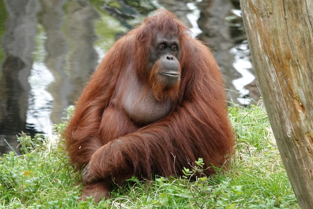 Close-up of a serene orangutan sitting amidst greenery by a water body.