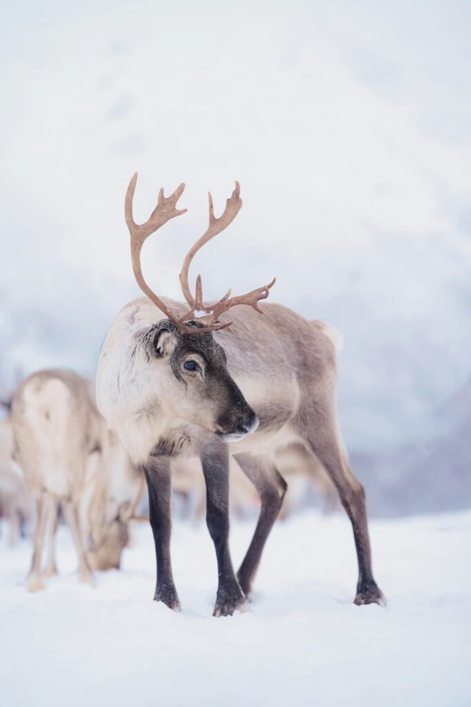 A stunning reindeer adorned with antlers, captured in the snow-covered Tromsø landscape, Norway.