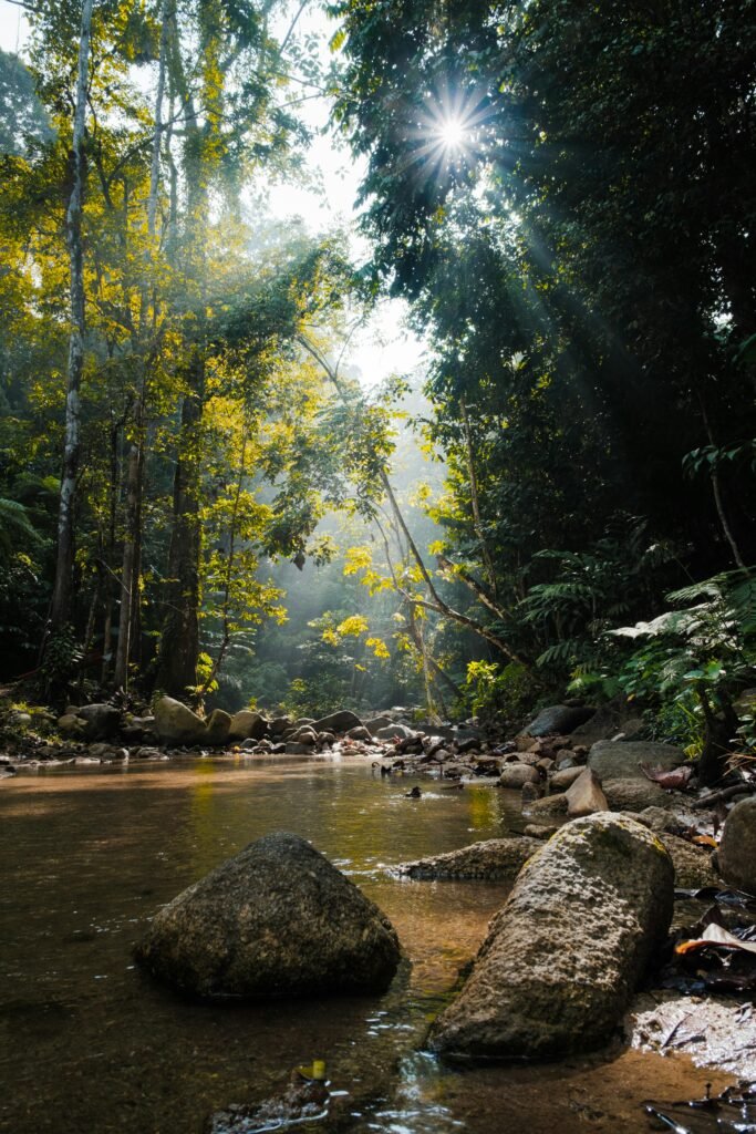 A serene forest stream in Labis, Johor, Malaysia, illuminated by sunlight filtering through dense trees.