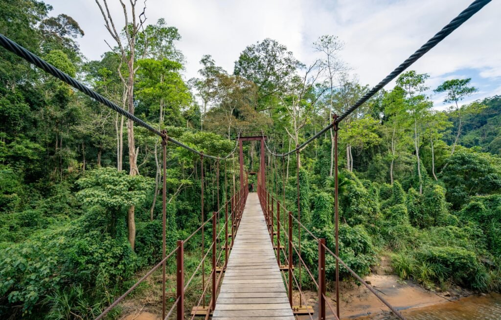 A scenic view of a suspension bridge in a vibrant green tropical forest capturing nature's beauty.