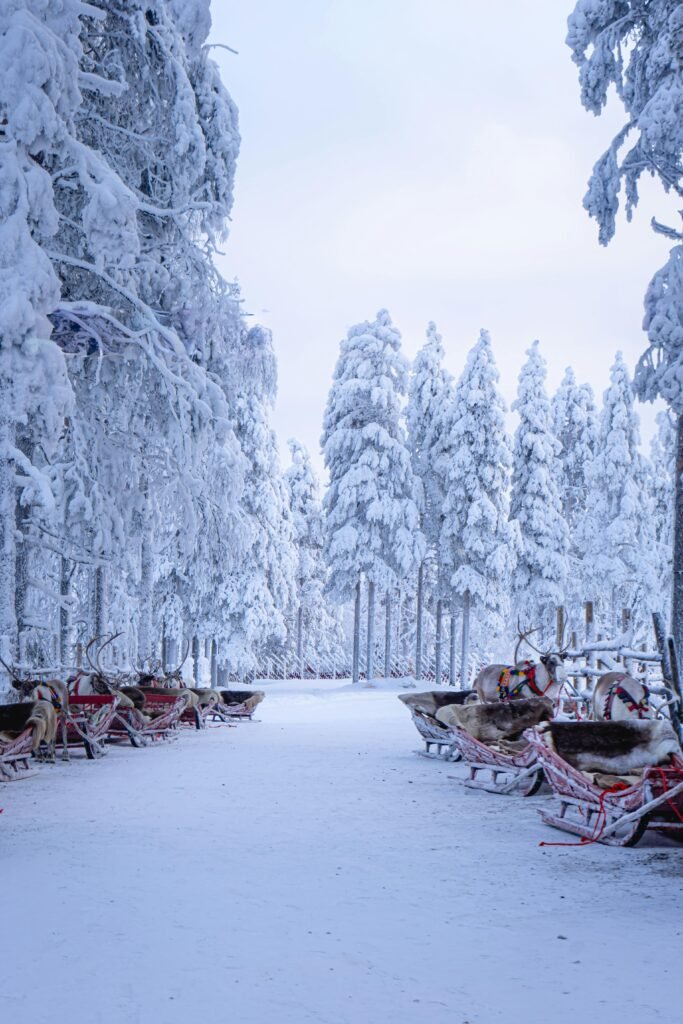 A scenic view of reindeer with sleighs in the snowy forests of Lappland, Finland.