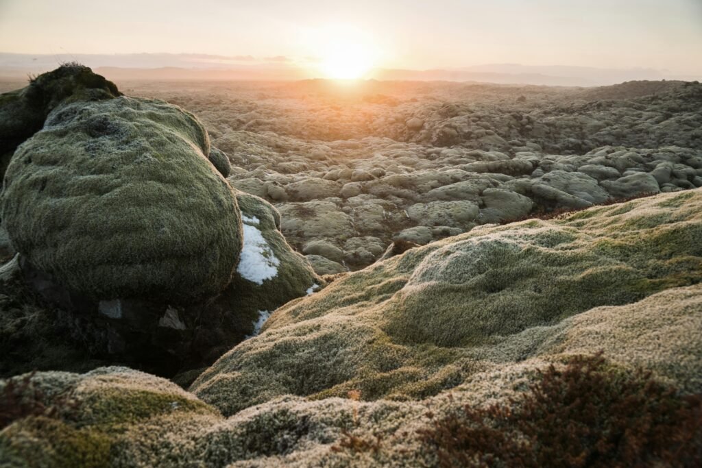 Amazing landscape of volcanic lava field covered with green moss during sundown in Iceland