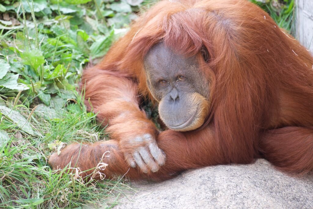 A serene orangutan resting on grass, showcasing its vibrant orange fur in natural surroundings.