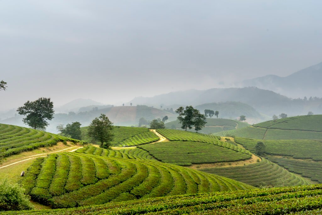 Scenic view of verdant terraced fields in misty Vietnamese countryside, showcasing tranquility.