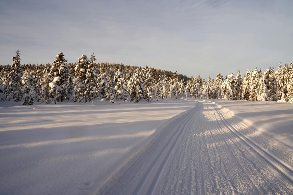 A tranquil winter scene with snow-covered trees and a path leading into the forest.