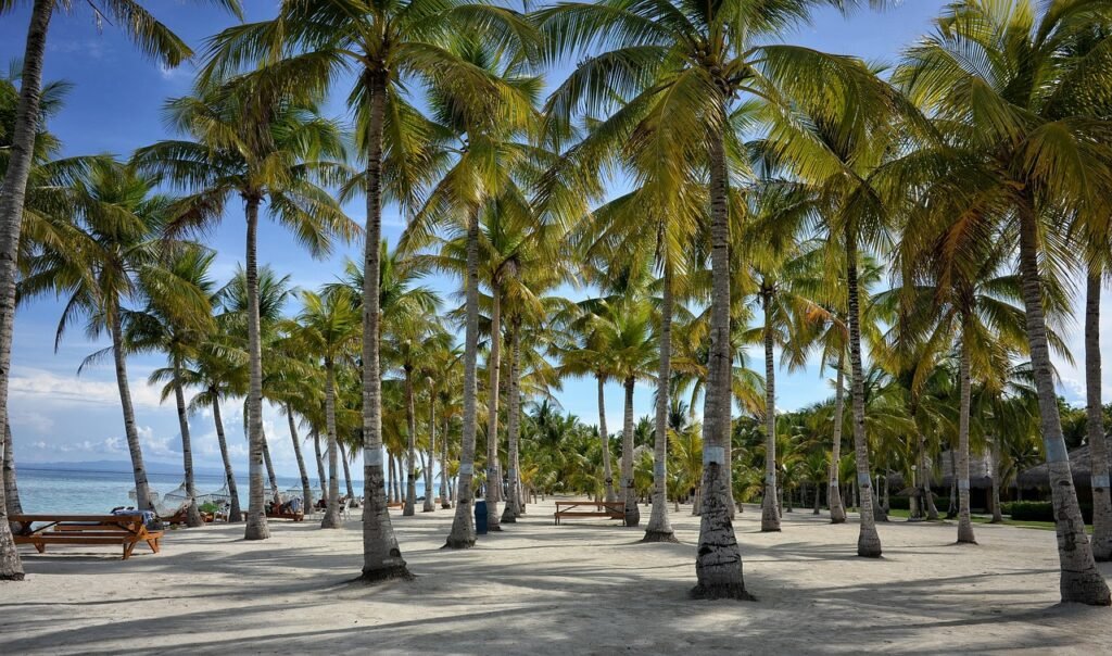 bohol, bohol resort, nature, palm tree, beach