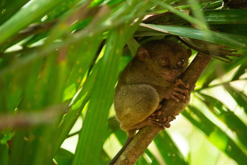 Close-up of a Philippine Tarsier nestled in lush greenery, showcasing its large eyes.